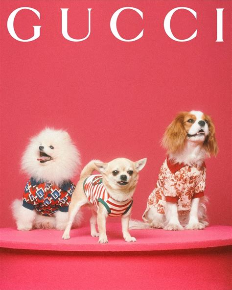 Gucci's New Pet Collection Is the Cutest Thing Ever.